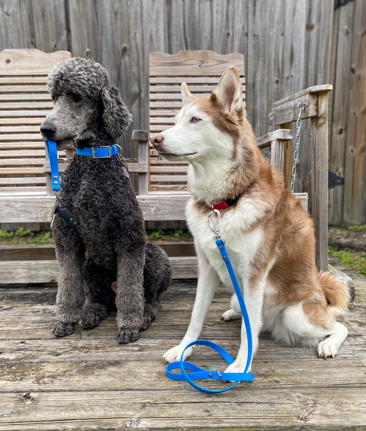 Quick Release E-Collar with Bungee – Big Bad Woof Co.